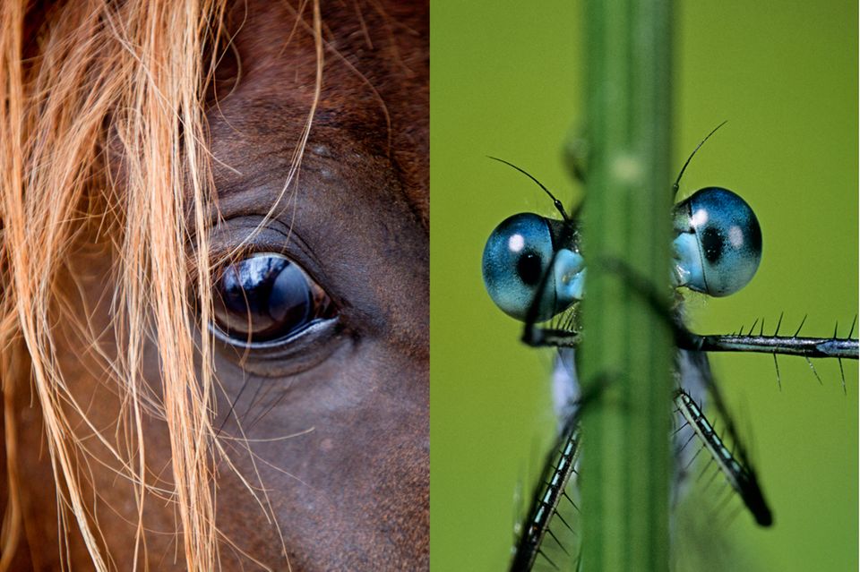 Evolution: Faszinierende Vielfalt: Warum sich die Augen von Tieren so extrem unterscheiden