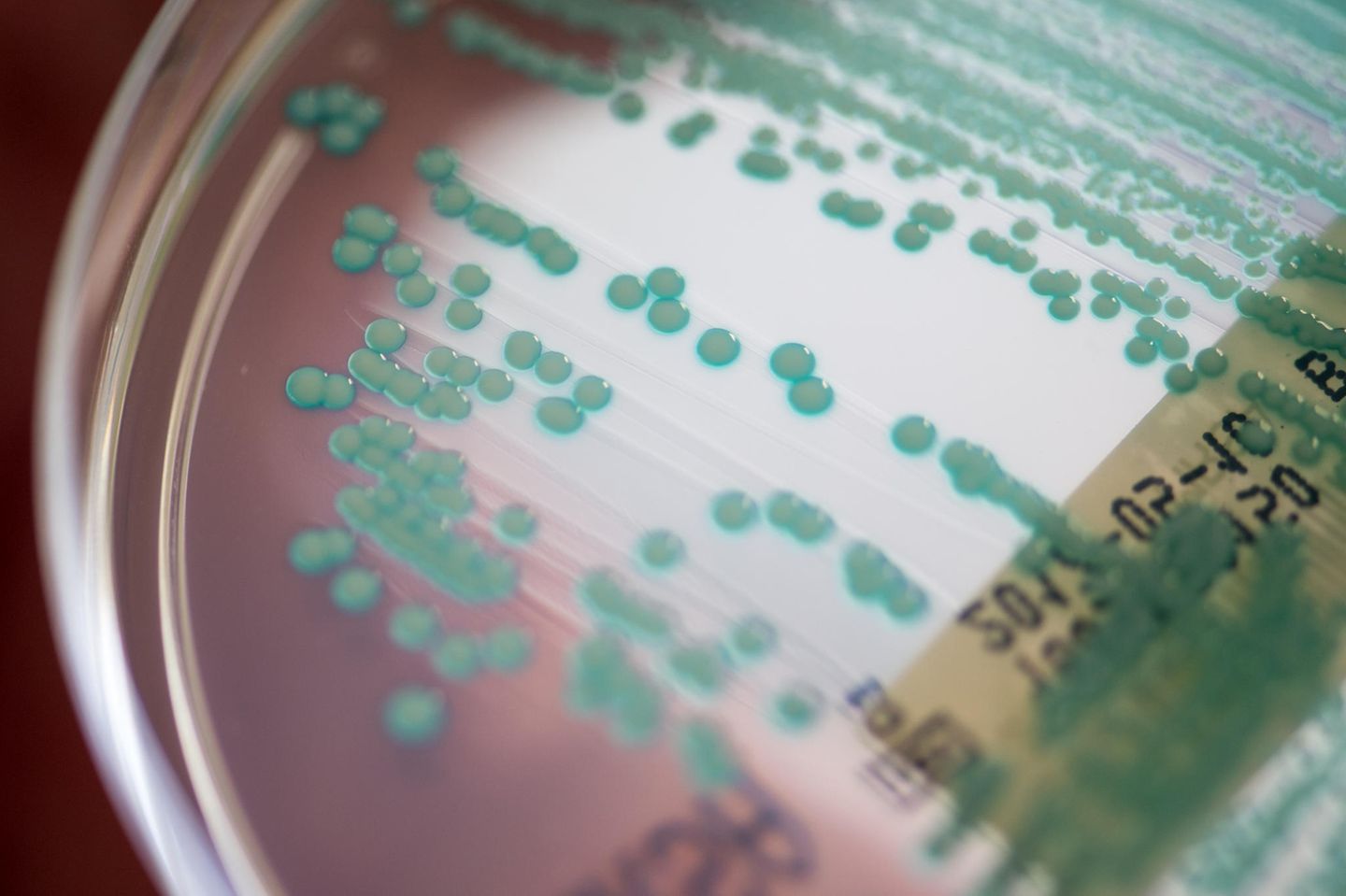 MRSA