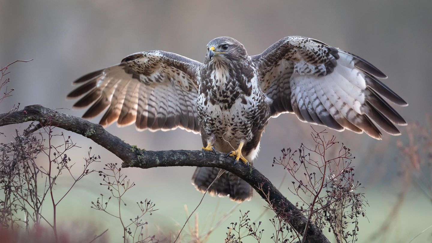 19.01.2022      "Der Bussard kommt!"      Ort: Aurich/Middels  Mehr Fotos von christoffers