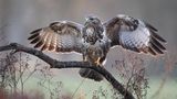 19.01.2022      "Der Bussard kommt!"      Ort: Aurich/Middels  Mehr Fotos von christoffers