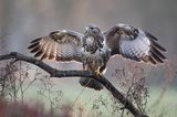 19.01.2022      "Der Bussard kommt!"      Ort: Aurich/Middels  Mehr Fotos von christoffers