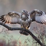 19.01.2022      "Der Bussard kommt!"      Ort: Aurich/Middels  Mehr Fotos von christoffers