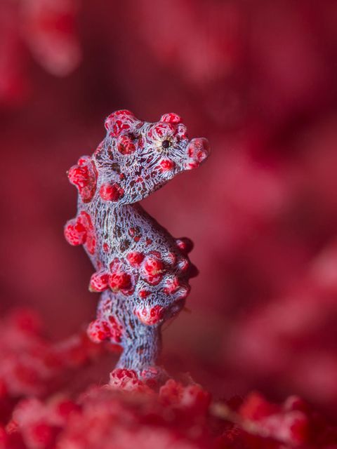 Das Bargibant-Seepferdchen (Hippocampus bargibanti) tarnt sich als Koralle. Es ist eines der kleinsten Seepferdchen überhaupt und wird selten größer als zwei Zentimeter