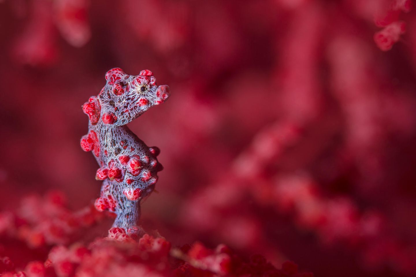 Das Bargibant-Seepferdchen (Hippocampus bargibanti) tarnt sich als Koralle. Es ist eines der kleinsten Seepferdchen überhaupt und wird selten größer als 2 Zentimeter
