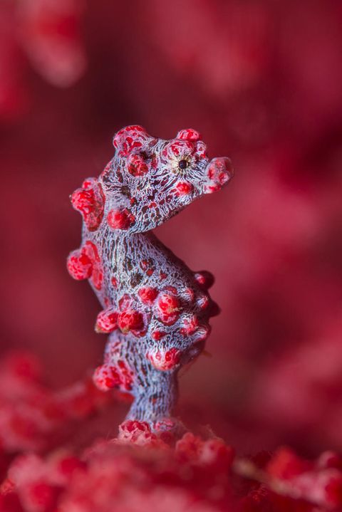 Das Bargibant-Seepferdchen (Hippocampus bargibanti) tarnt sich als Koralle. Es ist eines der kleinsten Seepferdchen überhaupt und wird selten größer als 2 Zentimeter