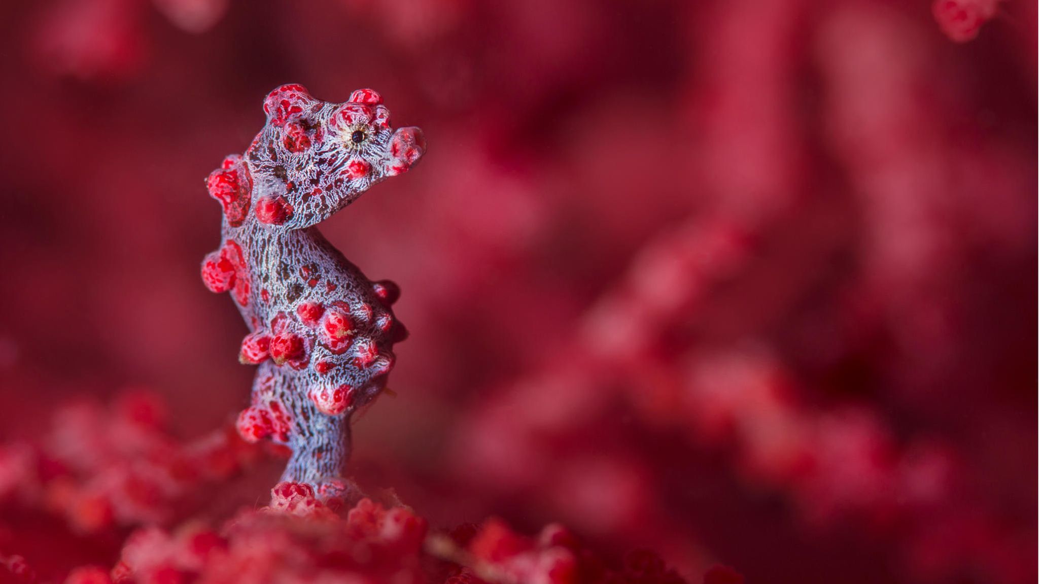 Das Bargibant-Seepferdchen (Hippocampus bargibanti) tarnt sich als Koralle. Es ist eines der kleinsten Seepferdchen überhaupt und wird selten größer als zwei Zentimeter