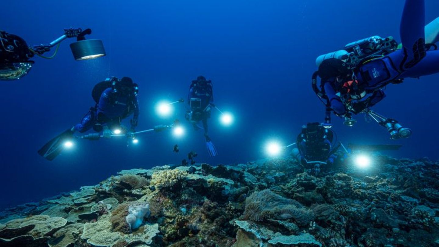 Taucher filmen großes Korallenriff vor Tahiti