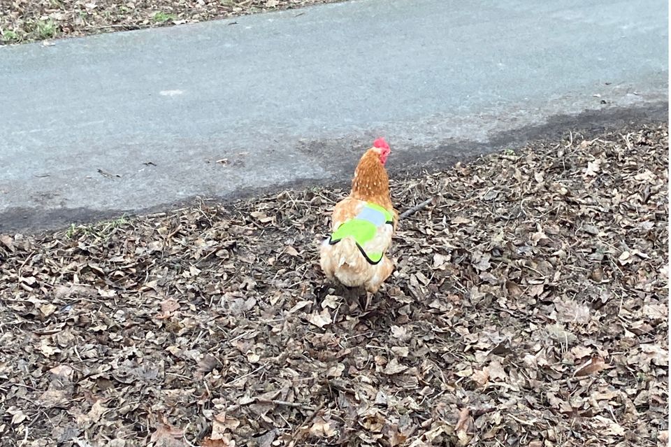 Huhn in Warnweste auf einer Landstraße