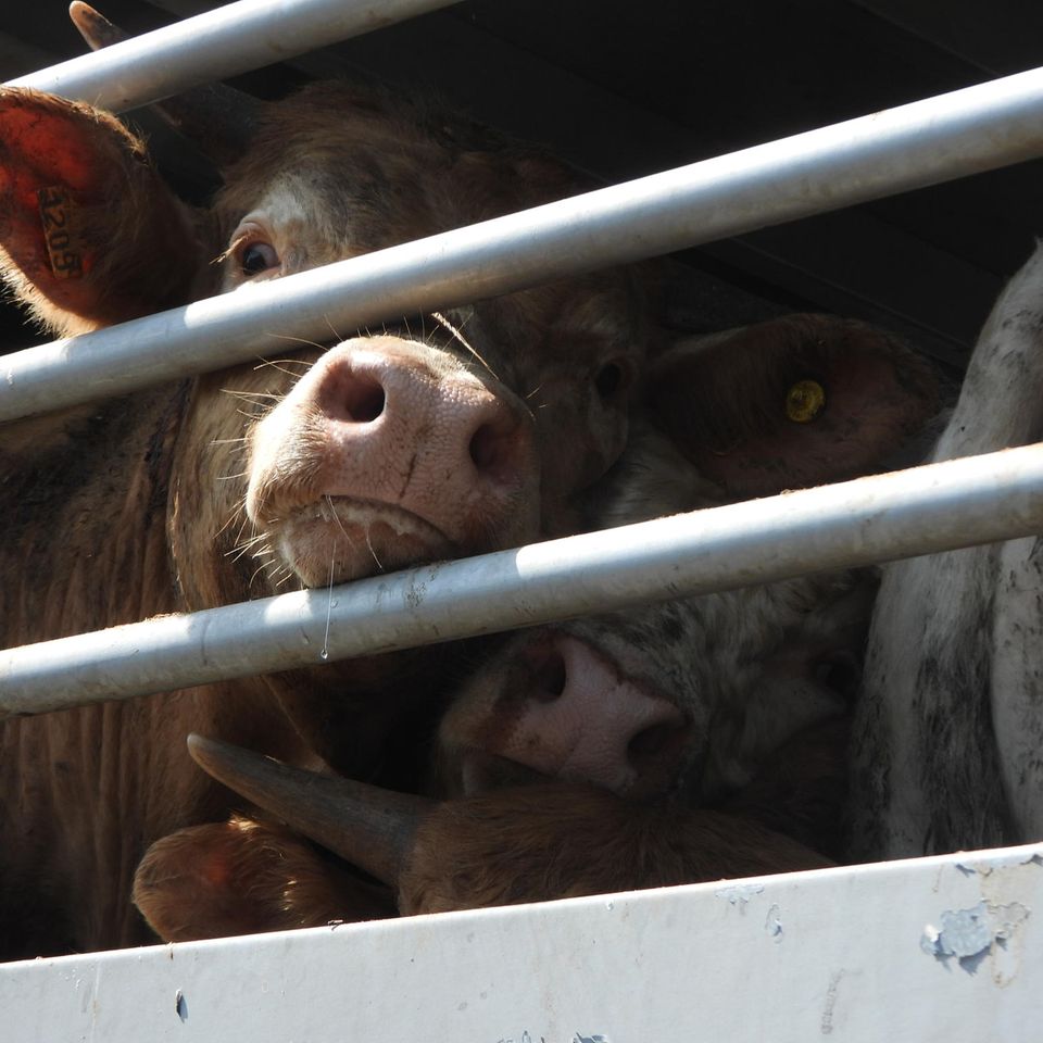 Rinder stehen in einem Tiertransporter