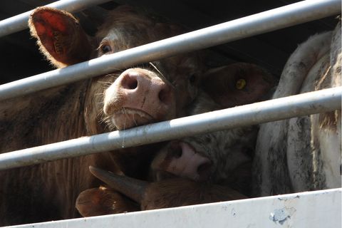 Rinder stehen in einem Tiertransporter