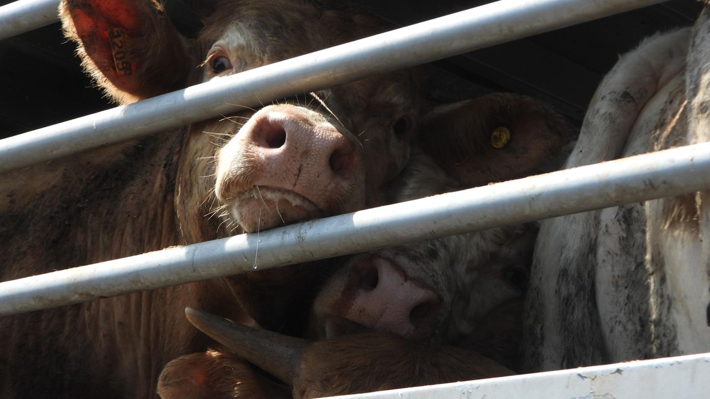 Rinder stehen in einem Tiertransporter