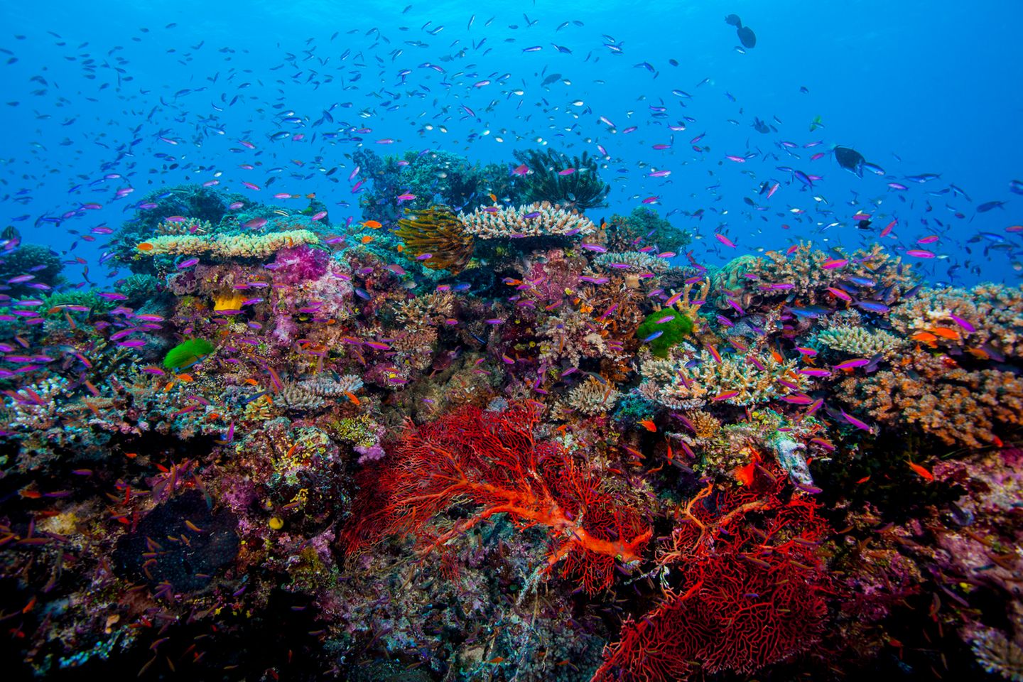 Korallenriffe sind durch Überfischung und Klimawandel bedroht