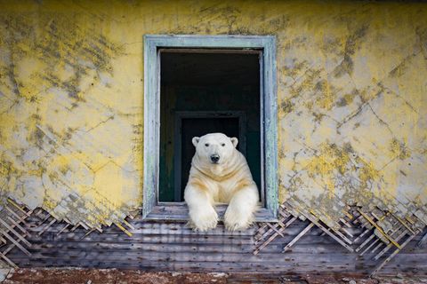 Mit „Technologie und ein bisschen Magie“, wie er es nennt, gelingen Kokh eindrückliche Aufnahmen.  Teddybärartig wirken die Tiere in den verlassenen menschlichen Behausungen. Diese entspannte Nähe zu den Bären fasziniert und macht neugierig, wie die Bilder entstanden sind und wie es dem Fotografen gelang, sich den Tieren zu nähern. Auf Nachfragen von GEO.de schreibt er, dass er die Fotos mit einer Drohne aufgenommen habe, die mit einem Low-Noise-Propeller ausgestattet war, um die Tiere nicht zu erschrecken.  Sein Video der „Eisbäreninsel“ zeigt das Leben der Eisbären auf der verlassen Insel.