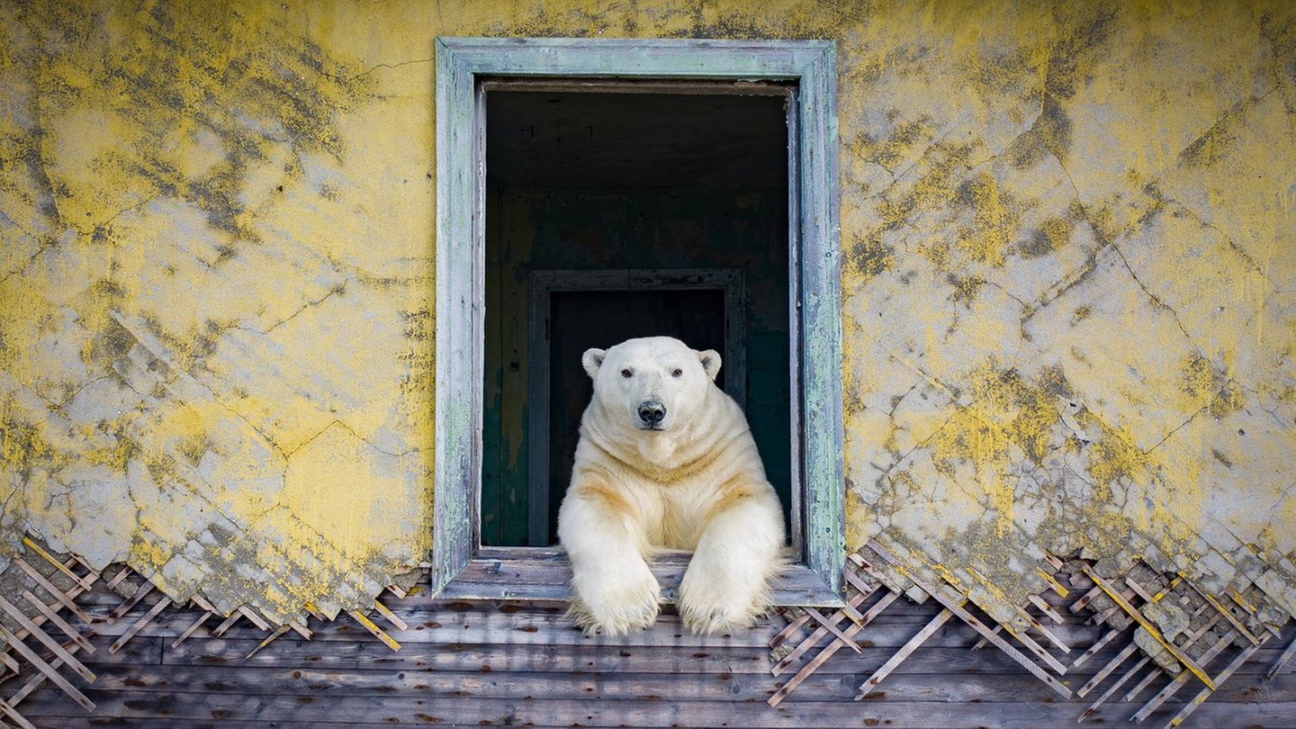 Mit „Technologie und ein bisschen Magie“, wie er es nennt, gelingen Kokh eindrückliche Aufnahmen.  Teddybärartig wirken die Tiere in den verlassenen menschlichen Behausungen. Diese entspannte Nähe zu den Bären fasziniert und macht neugierig, wie die Bilder entstanden sind und wie es dem Fotografen gelang, sich den Tieren zu nähern. Auf Nachfragen von GEO.de schreibt er, dass er die Fotos mit einer Drohne aufgenommen habe, die mit einem Low-Noise-Propeller ausgestattet war, um die Tiere nicht zu erschrecken.  Sein Video der „Eisbäreninsel“ zeigt das Leben der Eisbären auf der verlassen Insel.