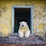 Mit „Technologie und ein bisschen Magie“, wie er es nennt, gelingen Kokh eindrückliche Aufnahmen.  Teddybärartig wirken die Tiere in den verlassenen menschlichen Behausungen. Diese entspannte Nähe zu den Bären fasziniert und macht neugierig, wie die Bilder entstanden sind und wie es dem Fotografen gelang, sich den Tieren zu nähern. Auf Nachfragen von GEO.de schreibt er, dass er die Fotos mit einer Drohne aufgenommen habe, die mit einem Low-Noise-Propeller ausgestattet war, um die Tiere nicht zu erschrecken.  Sein Video der „Eisbäreninsel“ zeigt das Leben der Eisbären auf der verlassen Insel.