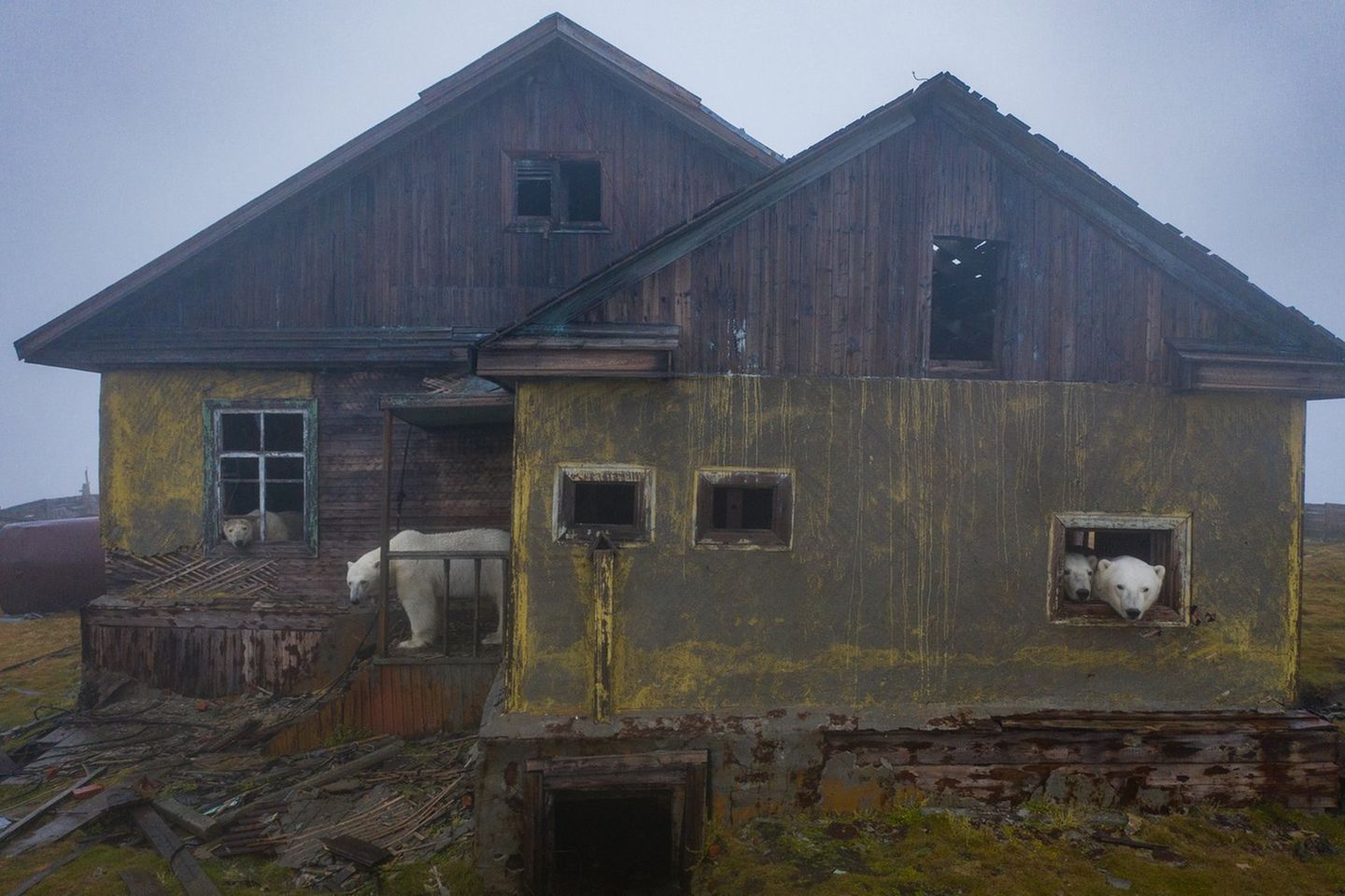 Er habe viele Anfragen zu seiner Eisbären-Serie bekommen, schreibt Dmitry Kokh. Der Fotograf betont, dass Eisbären wilde Tiere sind und extrem gefährlich sein können. Kokh warnt davor sich den Tieren zu nähern und betont: „Die Eisbären von der Insel Kolyuchin wurden weder gestört noch geschädigt.“