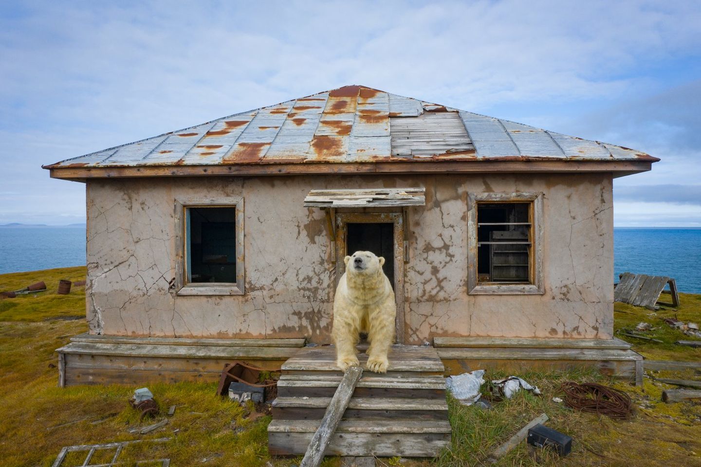 Ursprünglich wollte der Fotograf Dmitry Kokh zur Wrangelinsel reisen, um Eisbären zu fotografieren. Mit einer Segeljacht durchkreuzte er die Tschuktschensee. 2000 Kilometer segelte er durch das Randmeer des Arktischen Ozeans, das zwischen Russland und Alaska liegt. Doch seine Suche nach Eisbären lief nicht wie geplant. Auf der Insel waren keine Bären.