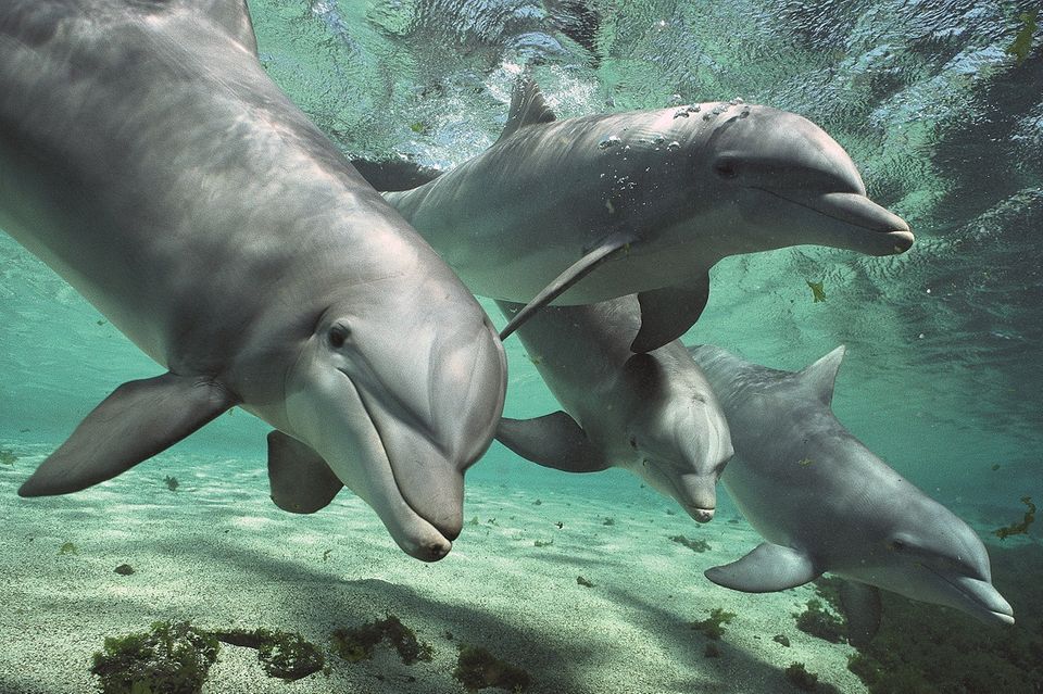 GEO-Postkarte XXL: Delfine in einem Meerespark auf Hawaii