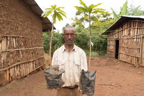 Der Kleinbauer Alemayehu Haile, 57, freut sich über zehn veredelte Avocado-Setzlinge. Er lebt mit seiner Frau und acht Kindern in Kuti, einem Dorf der Region Kaffa. Auf 1900 Meter Höhe in einer regenreichen Gegend werden die Bäume gut gedeihen und in drei Jahren eine erste Ernte liefern