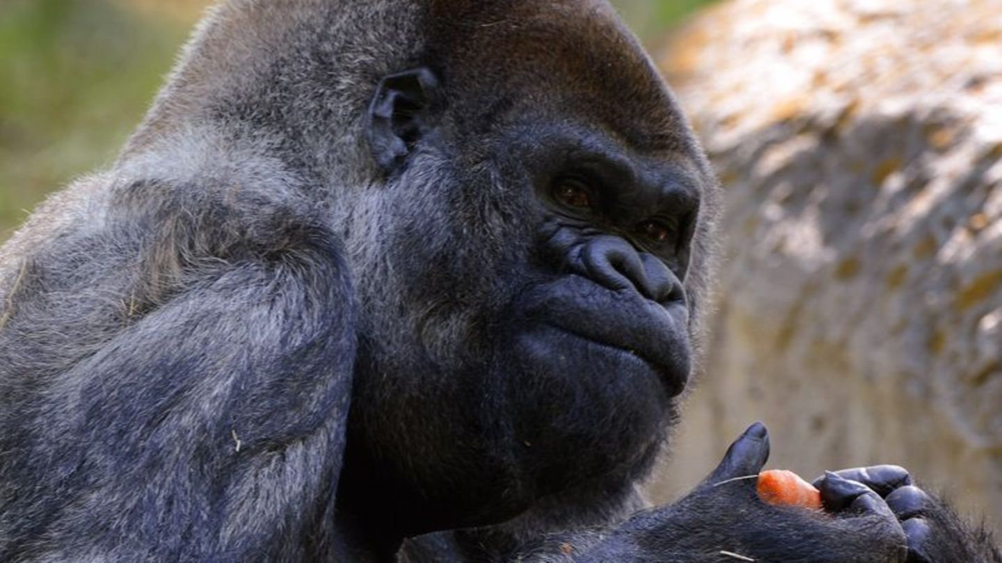 Gorilla Ozzie
