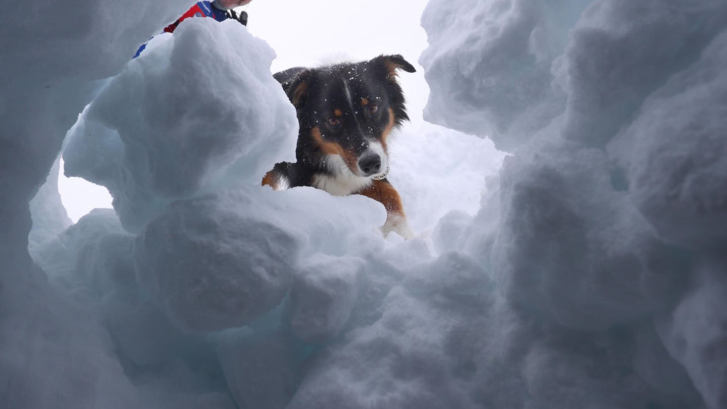 Ein Lawinenhund schaut durch ein Loch im Schnee in eine Höhle eines verschütteten Skiläufers