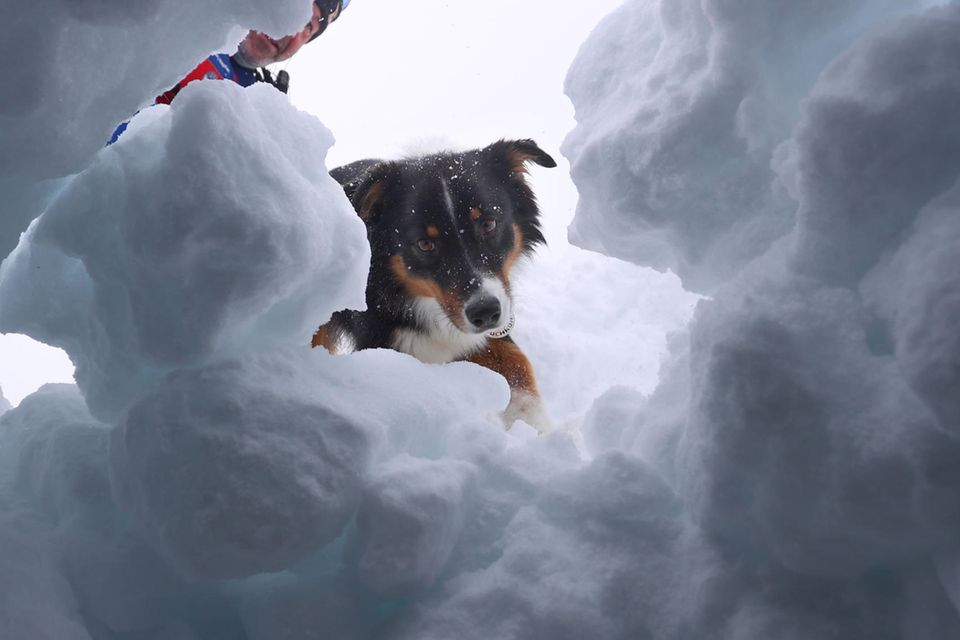 Ein Lawinenhund schaut durch ein Loch im Schnee in eine Höhle eines verschütteten Skiläufers