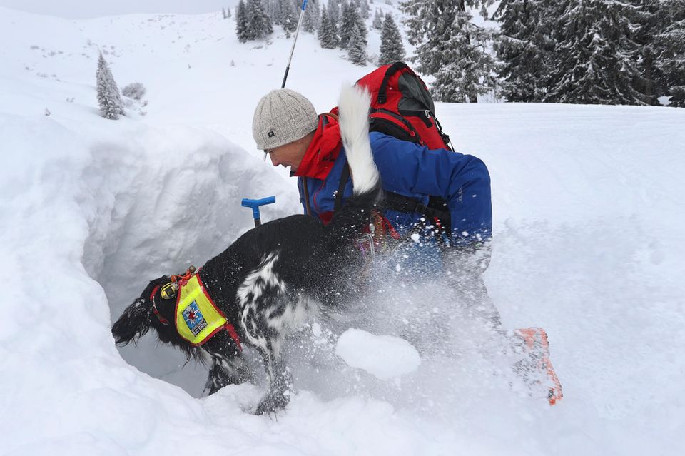 "Ein Lawinenhund ersetzt bei der Suche nach Verschütteten und Vermissten 20 Bergwachtleute"