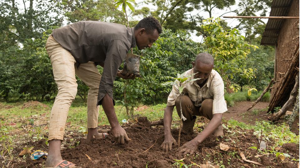 Gemeinsam mit seinem 22-jährigen Sohn Agegnehu pflanzt Alemayehu Haile einen der Avocado-Setzlinge