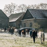 Von der Weide zum Satteln: Bis der Ritt beginnen kann, müssen einige Vorbereitungen getroffen werden