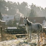 Schimmel-Wallach Tiaret weiß, was er tut. Schon seit vielen Jahren führt er Reitgäste auf seinem Rücken durchs Havelland