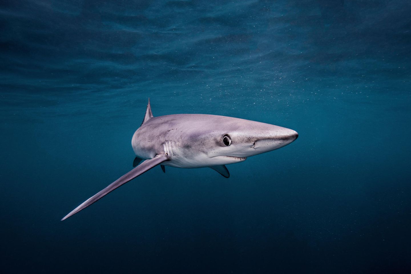 Artenschutz: Haiflossen aus der EU landen in Asien – kann ein Handelsverbot die Tiere retten?