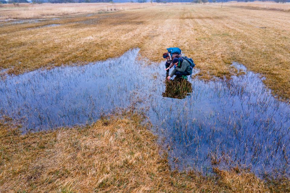 Zwei Menschen hocken in einem nassen Moor und untersuchen Pflanzen