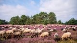 Schafe in der Misselhorner Heide