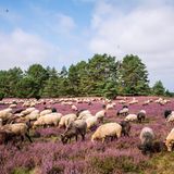 Schafe in der Misselhorner Heide