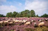 Schafe in der Misselhorner Heide