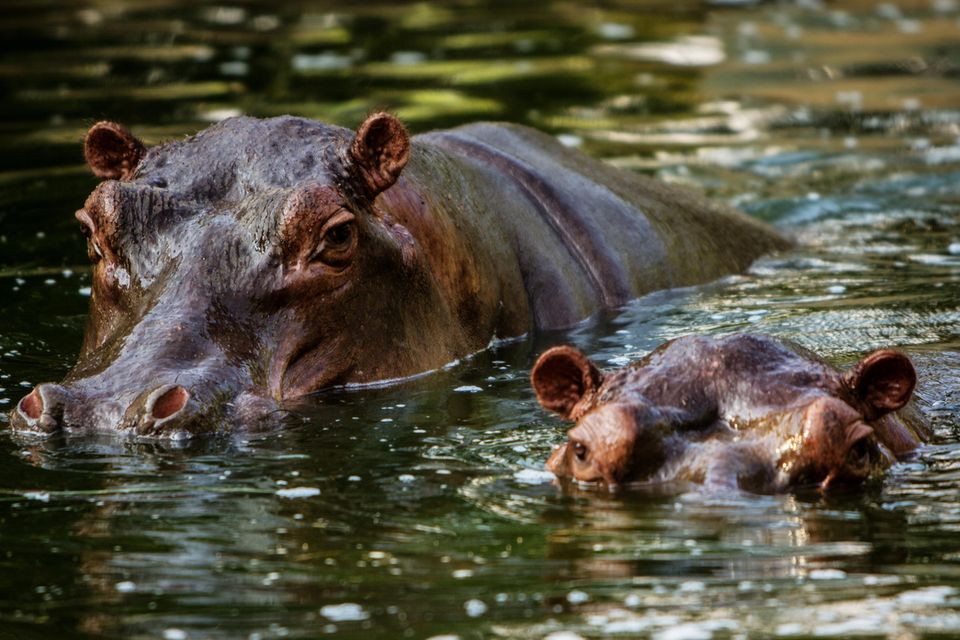 Flusspferde erkennen vertraute und fremde Artgenossen an der Stimme