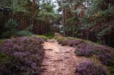 Fischbeker Heide