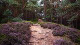 Fischbeker Heide