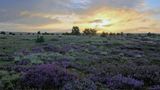 Blühende Heide Tütsberg