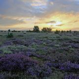 Blühende Heide Tütsberg