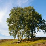 Sitzbank vor einem Baum am Brunsberg in der Heide