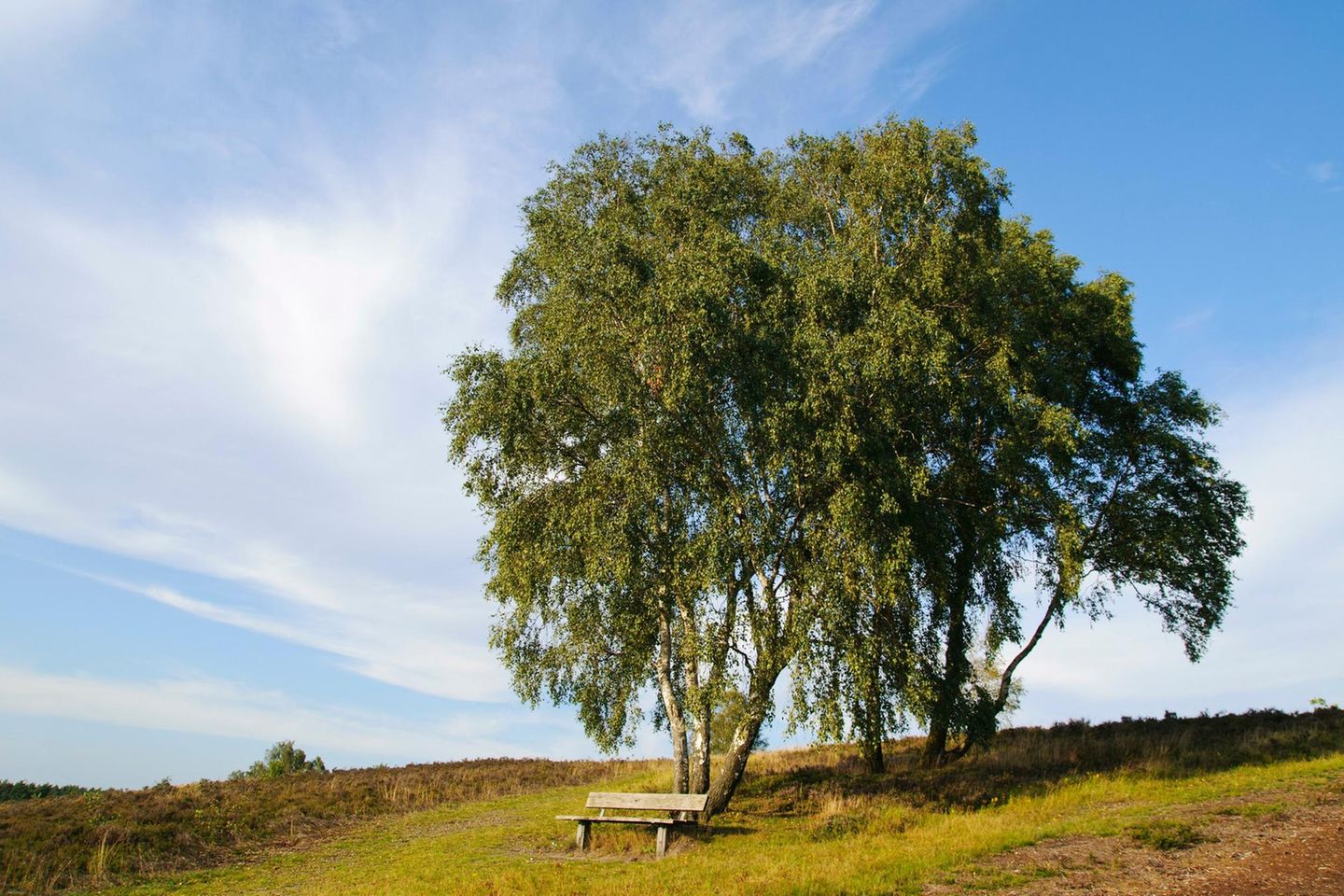 Sitzbank vor einem Baum am Brunsberg in der Heide