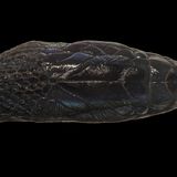 Anders als bei allen anderen Arten überlappen sich bei der dunkellila gefärbten Höckernatter Achalinus zugorum die Schuppen nicht. Besondere Photorezeptoren in den Augen der nachtaktiven Art führen zu einer ausgeprägten Sicht bei Dunkelheit