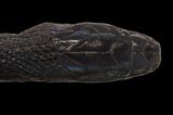 Anders als bei allen anderen Arten überlappen sich bei der dunkellila gefärbten Höckernatter Achalinus zugorum die Schuppen nicht. Besondere Photorezeptoren in den Augen der nachtaktiven Art führen zu einer ausgeprägten Sicht bei Dunkelheit