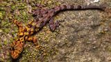 In Suan Phueng, Thailand, wurde dieser markant gefärbte Gecko Cnemaspis selenolagus entdeckt, dessen Körper zur Hälfte gelb, zur Hälfte grau ist. Der einzigartige Farbverlauf bietet dem Tier einen besonderen Schutz: Tagsüber tarnt sich der Gecko damit ideal zwischen Flechten und Moosen