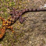In Suan Phueng, Thailand, wurde dieser markant gefärbte Gecko Cnemaspis selenolagus entdeckt, dessen Körper zur Hälfte gelb, zur Hälfte grau ist. Der einzigartige Farbverlauf bietet dem Tier einen besonderen Schutz: Tagsüber tarnt sich der Gecko damit ideal zwischen Flechten und Moosen