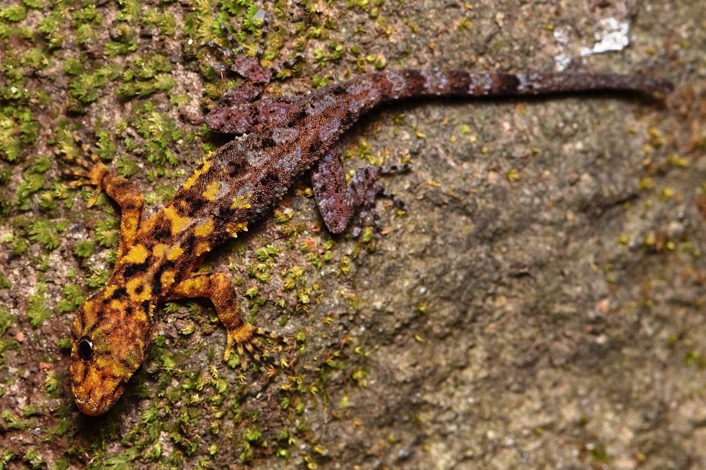 Zweifarben-Gecko In Suan Phueng, Thailand, wurde dieser markant gefärbte Gecko Cnemaspis selenolagus entdeckt, dessen Körper zur Hälfte gelb, zur Hälfte grau ist. Der einzigartige Farbverlauf bietet dem Tier einen besonderen Schutz: Tagsüber tarnt sich der Gecko damit ideal zwischen Flechten und Moosen