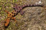In Suan Phueng, Thailand, wurde dieser markant gefärbte Gecko Cnemaspis selenolagus entdeckt, dessen Körper zur Hälfte gelb, zur Hälfte grau ist. Der einzigartige Farbverlauf bietet dem Tier einen besonderen Schutz: Tagsüber tarnt sich der Gecko damit ideal zwischen Flechten und Moosen