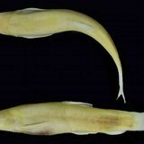 Sein farbloser Körper, die stark unterentwickelten Augen und ein ungewöhnlicher Flossenstachel auf der Brust unterscheiden den Höhlenfisch Kayahschistura lokalayensis von seinen nahen Verwandten. Gemeinsam ist ihnen der Lebensraum unter Steinen in Teichen und Flüssen Südostasiens. Seinen Gattungsnamen verdankt diese Neuentdeckung ihrem Fundort im Kayah-Staat