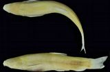 Sein farbloser Körper, die stark unterentwickelten Augen und ein ungewöhnlicher Flossenstachel auf der Brust unterscheiden den Höhlenfisch Kayahschistura lokalayensis von seinen nahen Verwandten. Gemeinsam ist ihnen der Lebensraum unter Steinen in Teichen und Flüssen Südostasiens. Seinen Gattungsnamen verdankt diese Neuentdeckung ihrem Fundort im Kayah-Staat